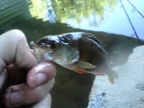 foto/diskuze/z_lovu/2010/th-img35591.jpg