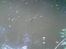 foto/diskuze/z_lovu/2010/th-img35773.jpg