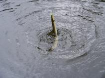 foto/diskuze/z_lovu/2010/th-img36233.jpg