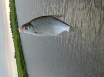 foto/diskuze/z_lovu/2010/th-img36487.jpg