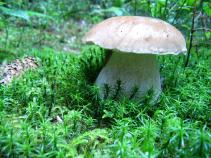 foto/diskuze/z_lovu/2010/th-img36569.jpg