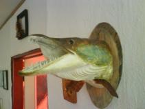 foto/diskuze/z_lovu/2010/th-img36652.jpg