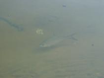 foto/diskuze/z_lovu/2010/th-img37078.jpg