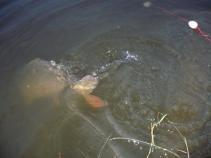 foto/diskuze/z_lovu/2010/th-img37453.jpg