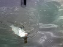 foto/diskuze/z_lovu/2010/th-img37465.jpg