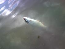 foto/diskuze/z_lovu/2010/th-img37466.jpg