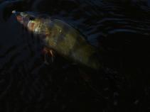 foto/diskuze/z_lovu/2010/th-img37532.jpg