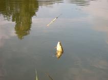 foto/diskuze/z_lovu/2010/th-img37746.jpg