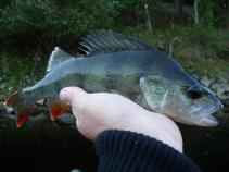 foto/diskuze/z_lovu/2010/th-img37752.jpg