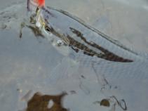 foto/diskuze/z_lovu/2010/th-img38011.jpg