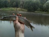 foto/diskuze/z_lovu/2010/th-img38157.jpg