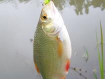foto/diskuze/z_lovu/2010/th-img38168.jpg
