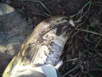 foto/diskuze/z_lovu/2010/th-img38208.jpg