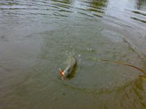 foto/diskuze/z_lovu/2010/th-img38472.jpg