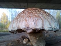 foto/diskuze/z_lovu/2010/th-img38597.jpg