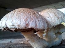 foto/diskuze/z_lovu/2010/th-img38600.jpg