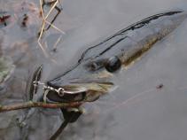 foto/diskuze/z_lovu/2010/th-img38797.jpg