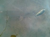 foto/diskuze/z_lovu/2010/th-img38877.jpg