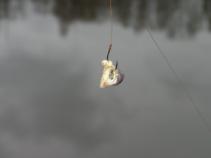 foto/diskuze/z_lovu/2010/th-img38945.jpg