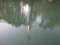 foto/diskuze/z_lovu/2010/th-img39216.jpg