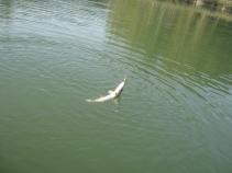 foto/diskuze/z_lovu/2010/th-img39218.jpg