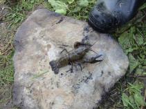 foto/diskuze/z_lovu/2010/th-img39407.jpg