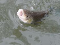 foto/diskuze/z_lovu/2010/th-img39818.jpg