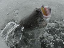 foto/diskuze/z_lovu/2011/th-img40118.jpg