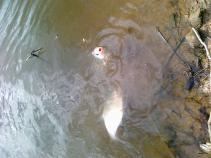 foto/diskuze/z_lovu/2011/th-img40208.jpg