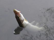 foto/diskuze/z_lovu/2011/th-img40247.jpg