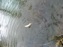 foto/diskuze/z_lovu/2011/th-img40432.jpg