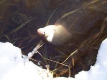 foto/diskuze/z_lovu/2011/th-img40443.jpg