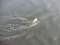 foto/diskuze/z_lovu/2011/th-img40958.jpg