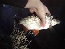 foto/diskuze/z_lovu/2011/th-img41064.jpg