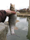 foto/diskuze/z_lovu/2011/th-img41123.jpg
