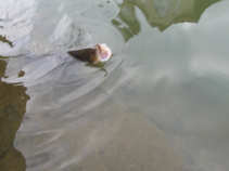 foto/diskuze/z_lovu/2011/th-img41124.jpg