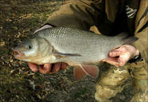 foto/diskuze/z_lovu/2011/th-img41127.jpg