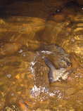 foto/diskuze/z_lovu/2011/th-img41174.jpg