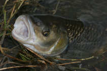 foto/diskuze/z_lovu/2011/th-img41186.jpg