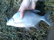 foto/diskuze/z_lovu/2011/th-img41202.jpg