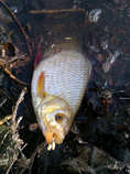 foto/diskuze/z_lovu/2011/th-img41206.jpg