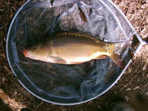 foto/diskuze/z_lovu/2011/th-img41219.jpg