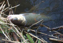 foto/diskuze/z_lovu/2011/th-img41237.jpg