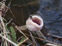 foto/diskuze/z_lovu/2011/th-img41238.jpg