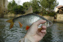 foto/diskuze/z_lovu/2011/th-img41246.jpg