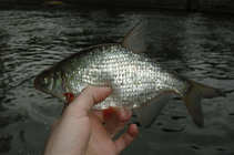 foto/diskuze/z_lovu/2011/th-img41249.jpg