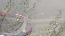 foto/diskuze/z_lovu/2011/th-img41268.jpg