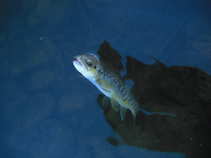 foto/diskuze/z_lovu/2011/th-img41272.jpg
