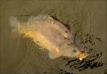 foto/diskuze/z_lovu/2011/th-img41312.jpg