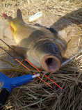 foto/diskuze/z_lovu/2011/th-img41317.jpg